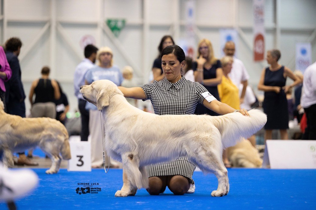 LinwoodGoldenRetrievers_News-Risultati-Ginevra 2023 - 03 LinwoodGoldenRetrievers News Risultati Ginevra 2023 03