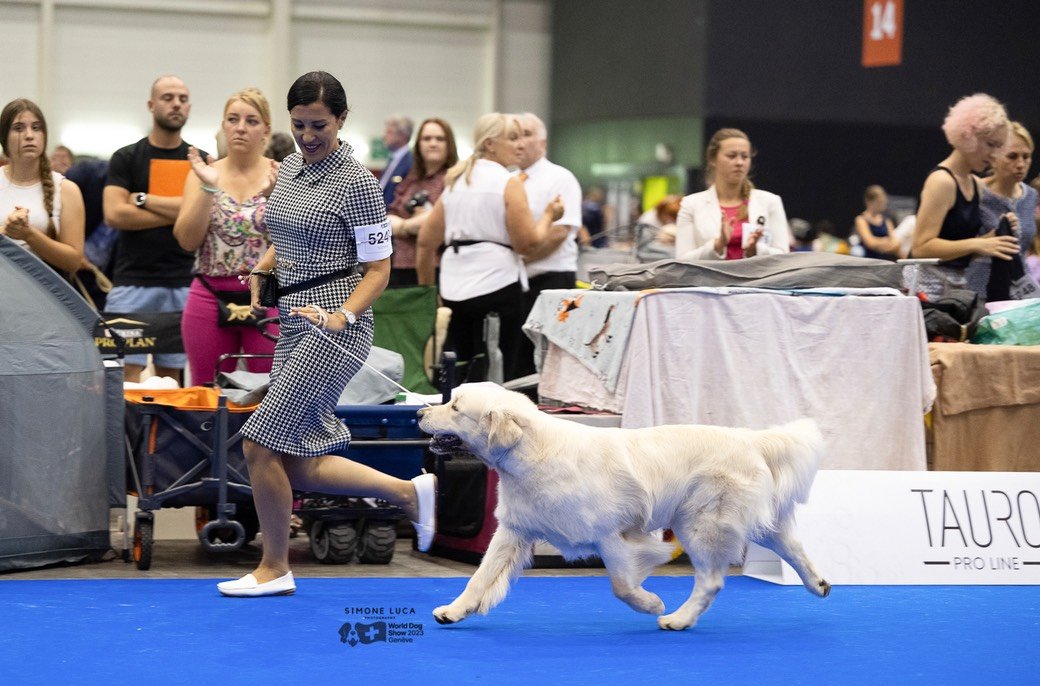 LinwoodGoldenRetrievers_News-Risultati-Ginevra 2023 - 04 LinwoodGoldenRetrievers News Risultati Ginevra 2023 04