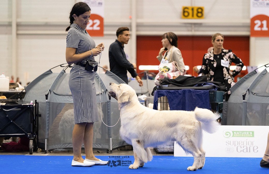 LinwoodGoldenRetrievers_News-Risultati-Ginevra 2023 - 05 LinwoodGoldenRetrievers News Risultati Ginevra 2023 05