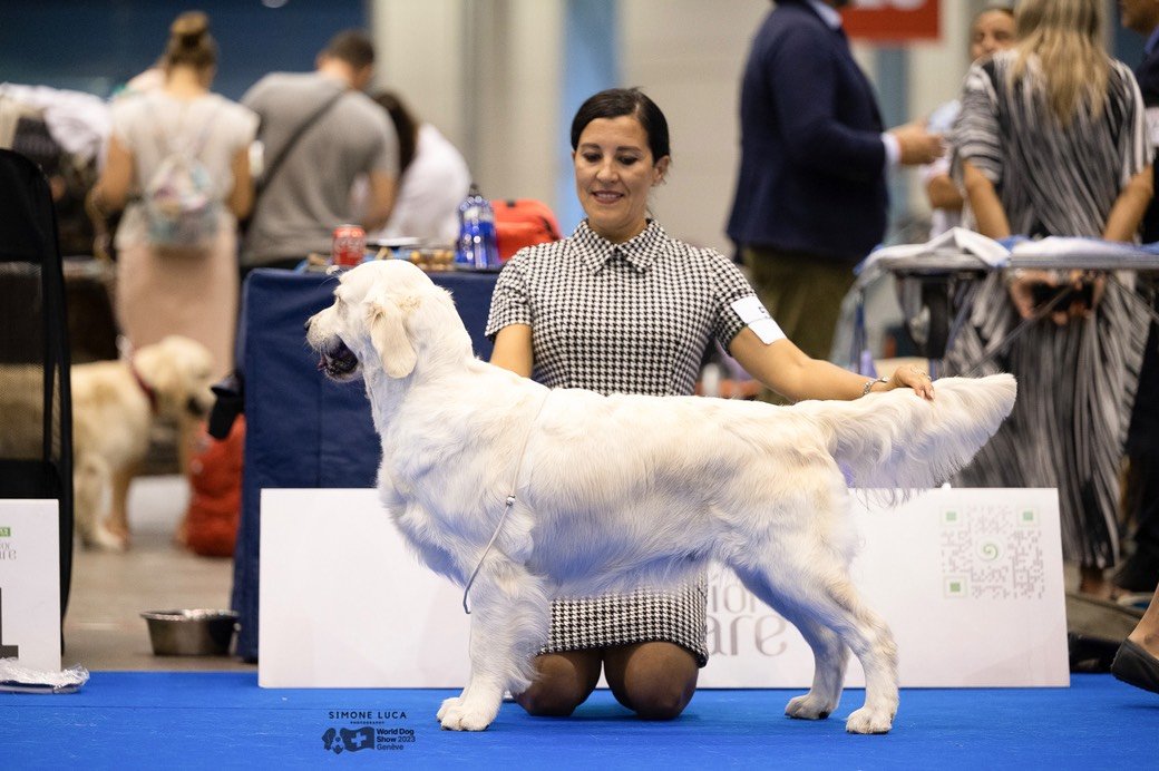 LinwoodGoldenRetrievers_News-Risultati-Ginevra 2023 - 06 LinwoodGoldenRetrievers News Risultati Ginevra 2023 06