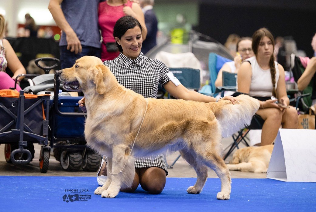 LinwoodGoldenRetrievers_News-Risultati-Ginevra 2023 - 07 LinwoodGoldenRetrievers News Risultati Ginevra 2023 07
