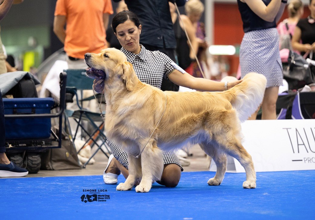 LinwoodGoldenRetrievers_News-Risultati-Ginevra 2023 - 08 LinwoodGoldenRetrievers News Risultati Ginevra 2023 08