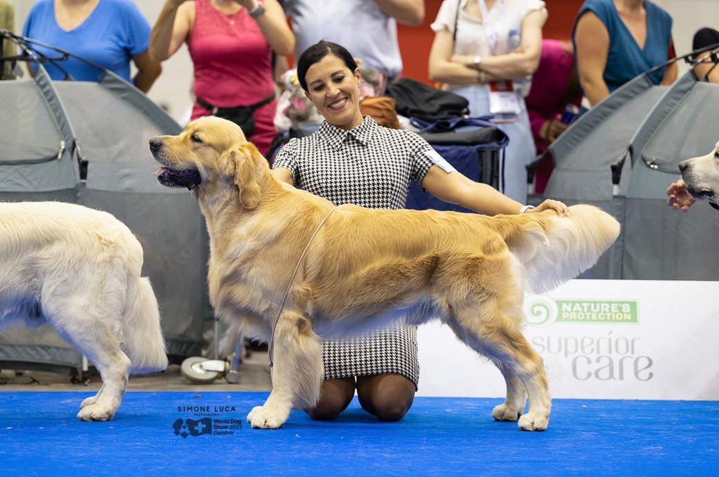 LinwoodGoldenRetrievers_News-Risultati-Ginevra 2023 - 09 LinwoodGoldenRetrievers News Risultati Ginevra 2023 09