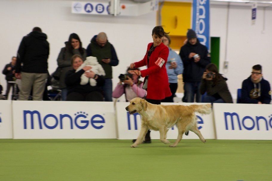 LinwoodGoldenRetrievers_News-Risultati-Trento2018-02 LinwoodGoldenRetrievers News Risultati Trento2018 02