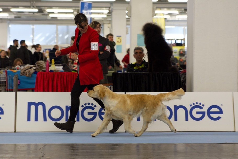LinwoodGoldenRetrievers_News-Risultati-Trento2018-03 LinwoodGoldenRetrievers News Risultati Trento2018 03