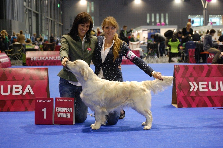LinwoodGoldenRetrievers_News-Risultati-ottobre 2014-EUROPEAN DOG SHOW 2014 LinwoodGoldenRetrievers News Risultati ottobre 2014 EUROPEAN DOG SHOW 2014