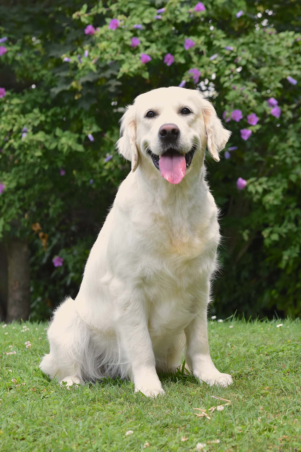 Linwood Golden Retriever_Linwood Falanghina- 02HD Linwood Golden Retriever Linwood Falanghina 02HD