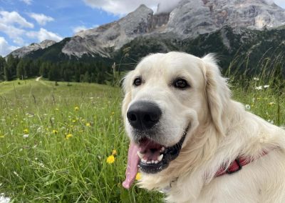 Linwood Golden Retriever Linwood Linwood Beginners Luck 5