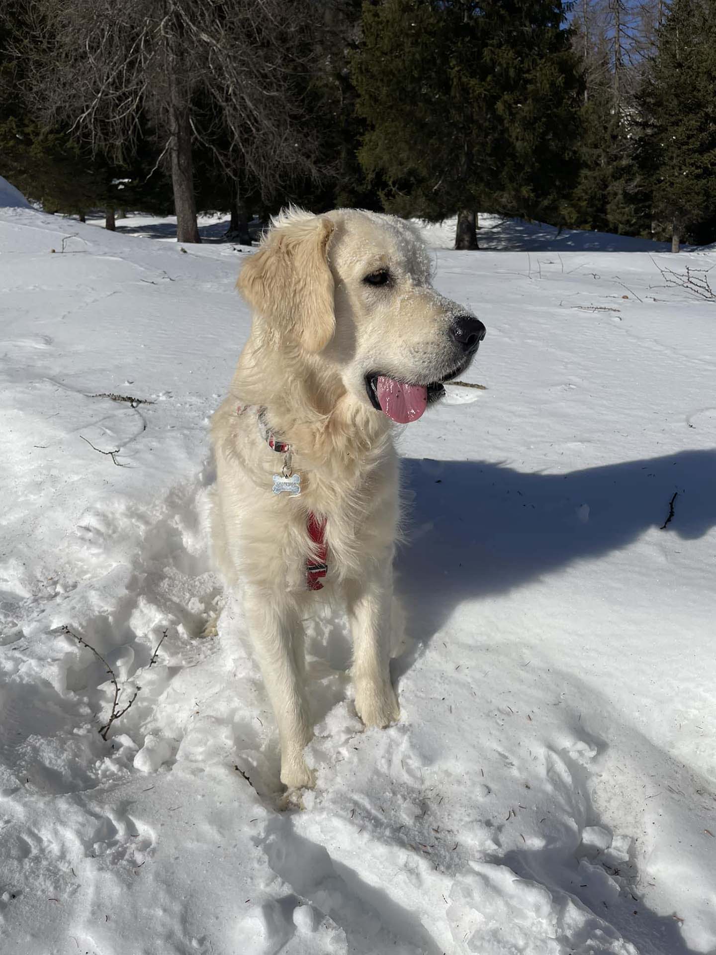 Linwood Golden Retriever_Linwood Linwood Beginner’s Luck - 6 Linwood Golden Retriever Linwood Linwood Beginners Luck 6