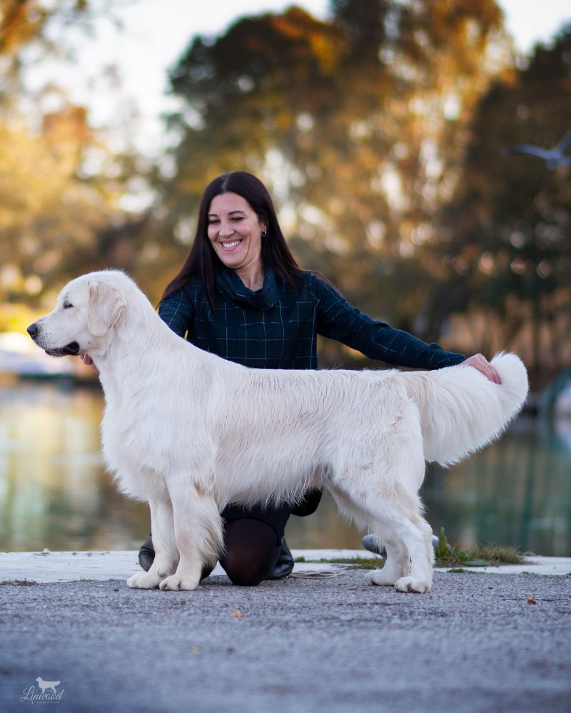 Linwood Golden Retrievers_Allevamento_IntroSezione-IlNostroImpegno Allevamento Linwood Golden Retrievers