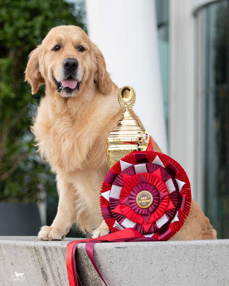 Linwood Golden Retrievers_Allevamento_IntroSezione-LaNostraSelezione Linwood Golden Retriever Alessandra con cucciolo