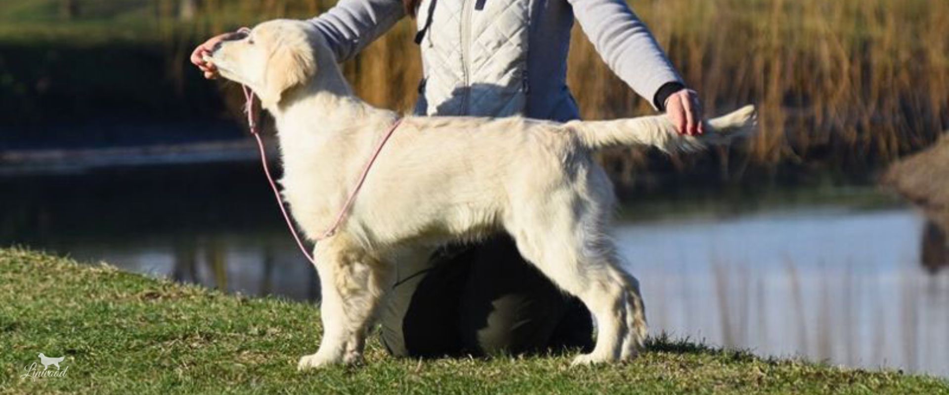 Linwood Golden Retrievers_Cani-Promesse_Header Linwood Golden Retrievers Cani Promesse Header