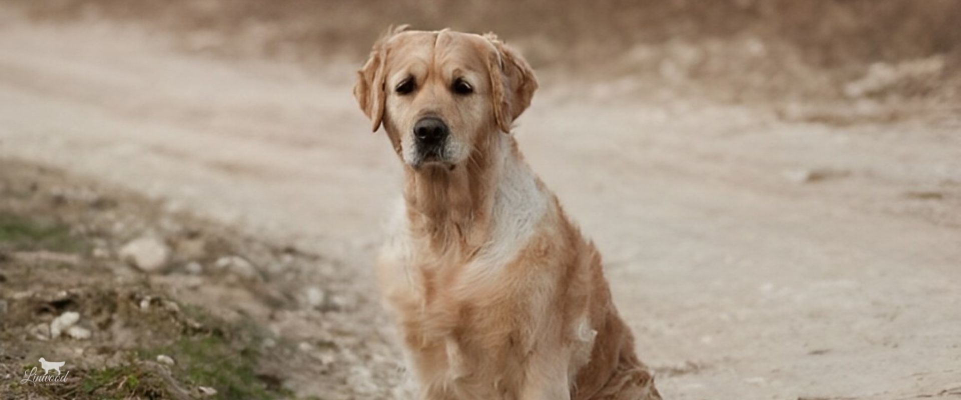 Linwood Golden Retrievers_Cani-SempreNelCuore_Header Linwood Golden Retrievers Cani SempreNelCuore Header