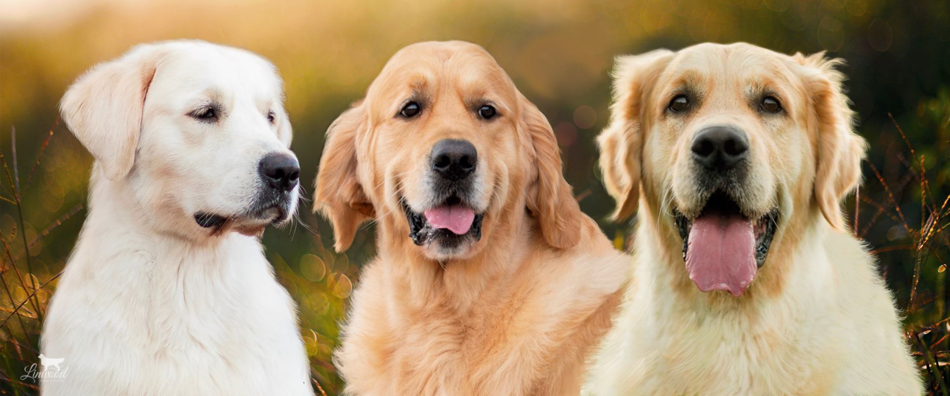 Linwood Golden Retrievers_Cani-SezioneMaschi_Header Linwood Golden Retrievers Cani SezioneMaschi Header
