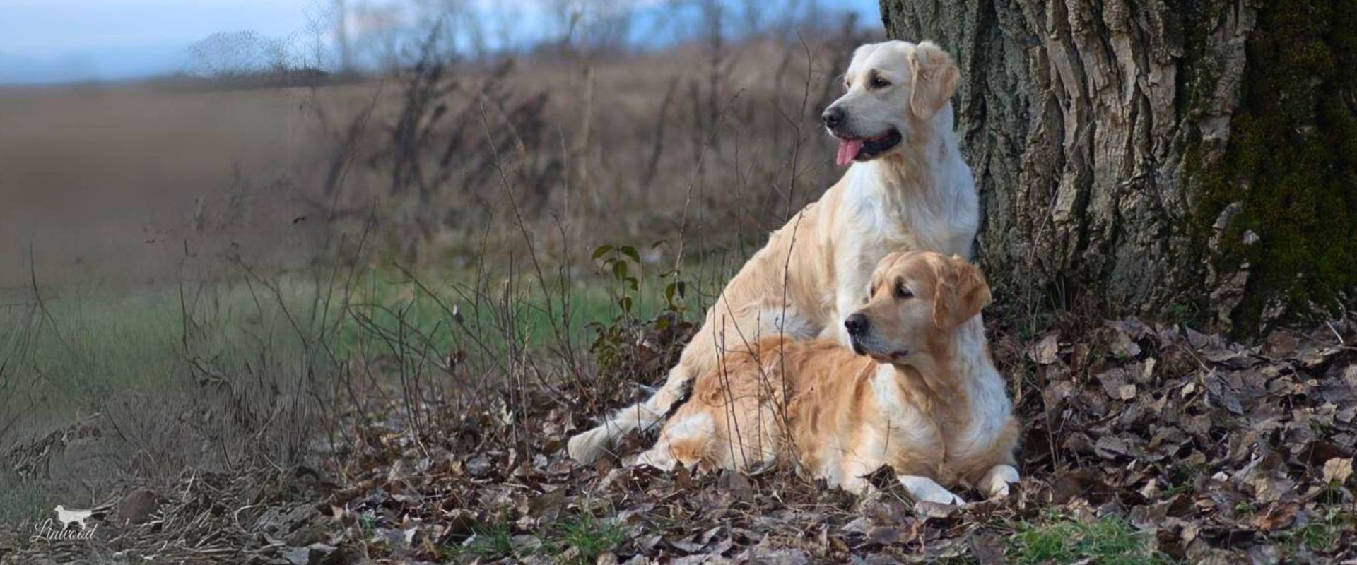 Linwood Golden Retrievers_Cani_Header Linwood Golden Retrievers Cani Header