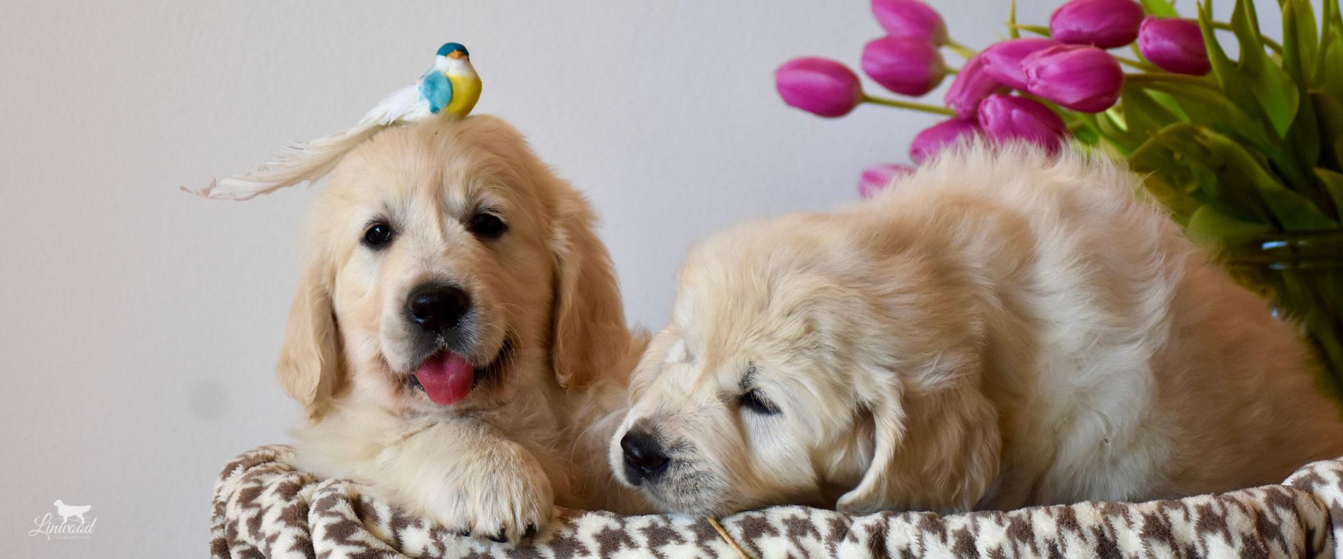 Linwood Golden Retrievers_CucciolateAttuali_Header Cucciolate Attuali