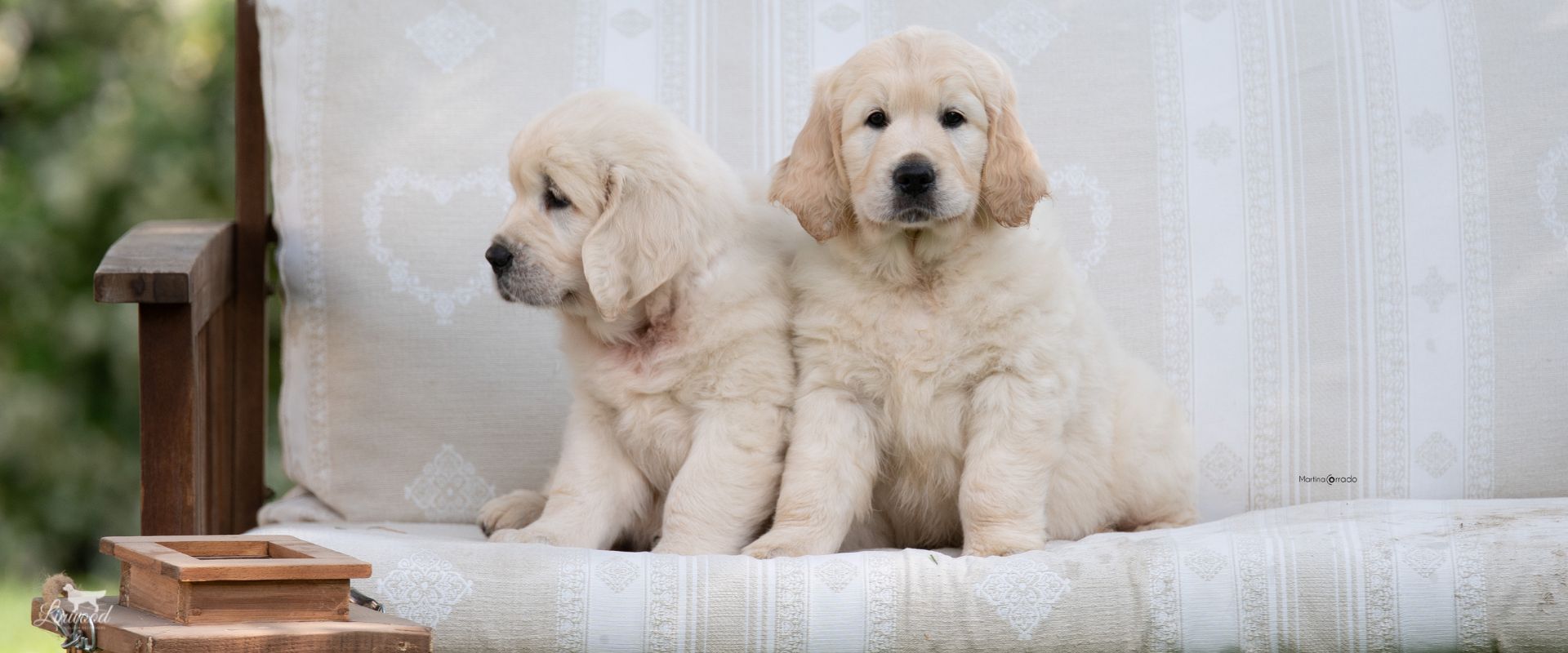 Linwood Golden Retrievers_CucciolateFuture_Header Cucciolate Future Linwood Golde Retrievers