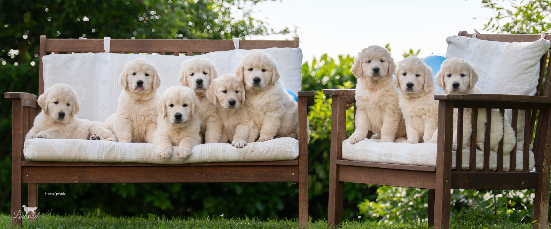 Linwood Golden Retrievers_Cucciolate_Header Cucciolate Golden Retrievers Linwood