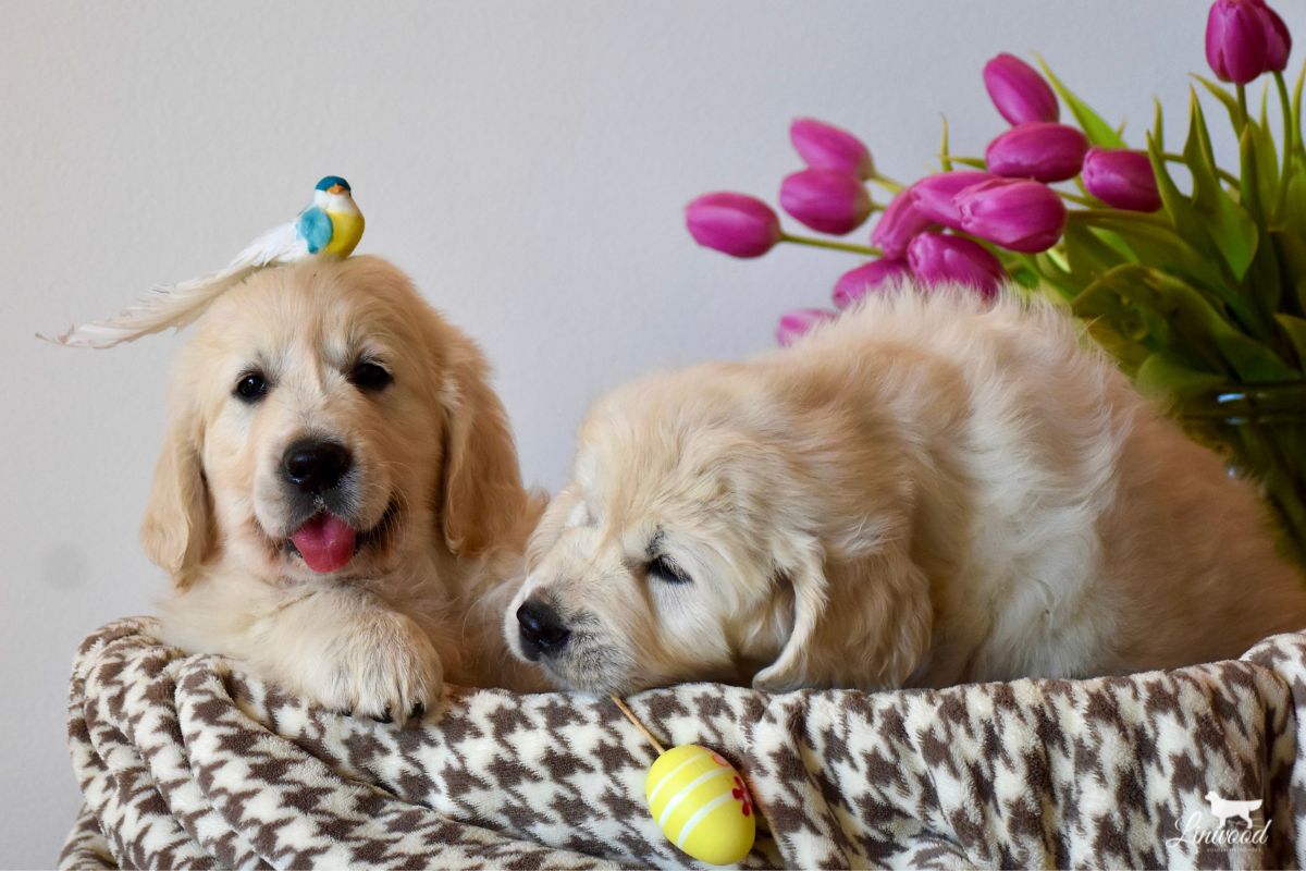 Linwood Golden Retrievers_Cucciolate_Intro-Sezione-Attuali Linwood Golden Retrievers Cucciolate Intro Sezione Attuali