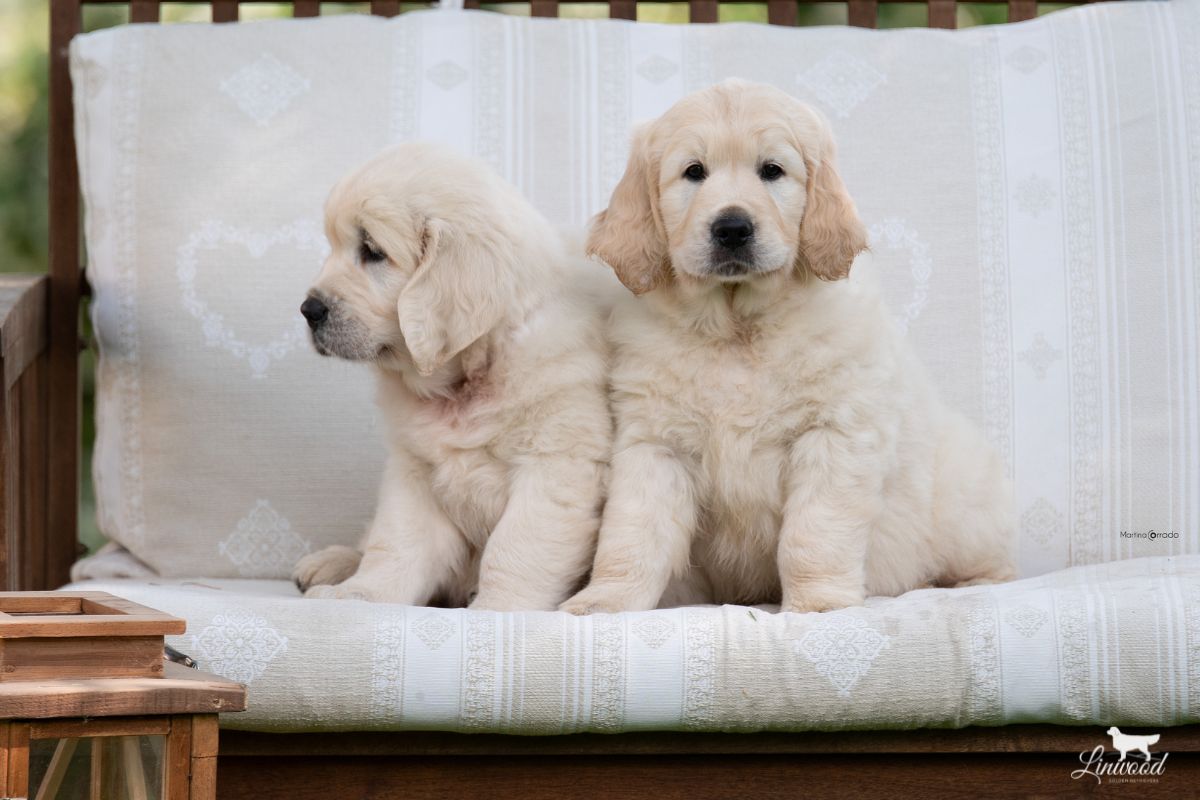 Linwood Golden Retrievers_Cucciolate_Intro-Sezione-Future Linwood Golden Retrievers Cucciolate Intro Sezione Future