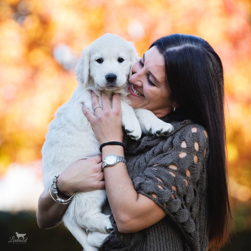 Linwood Golden Retriever