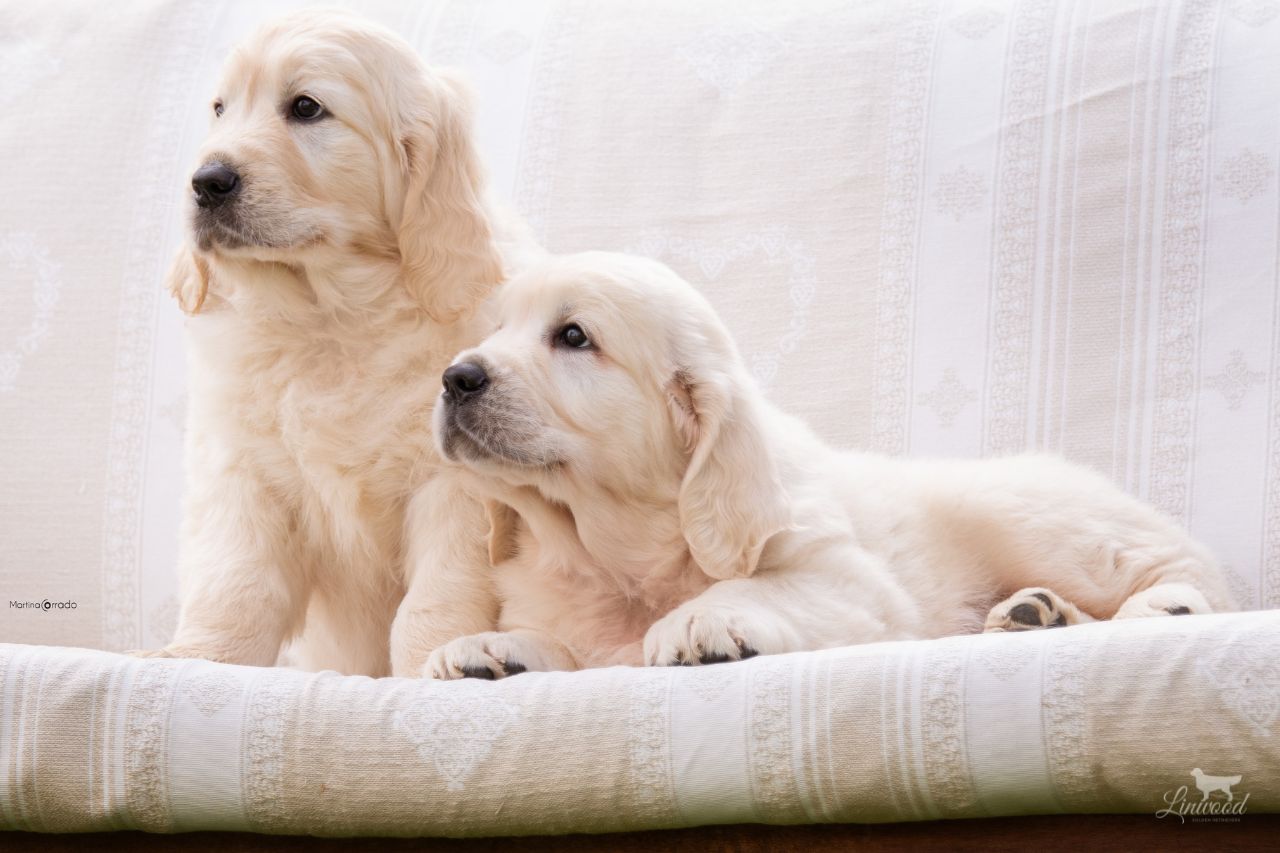 Linwood Golden Retriever cuccioli in cesta