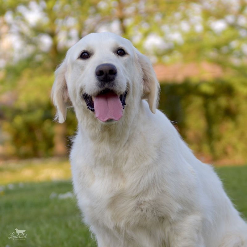 Linwood Golden Retrievers Img Intro CategoriaFemmine