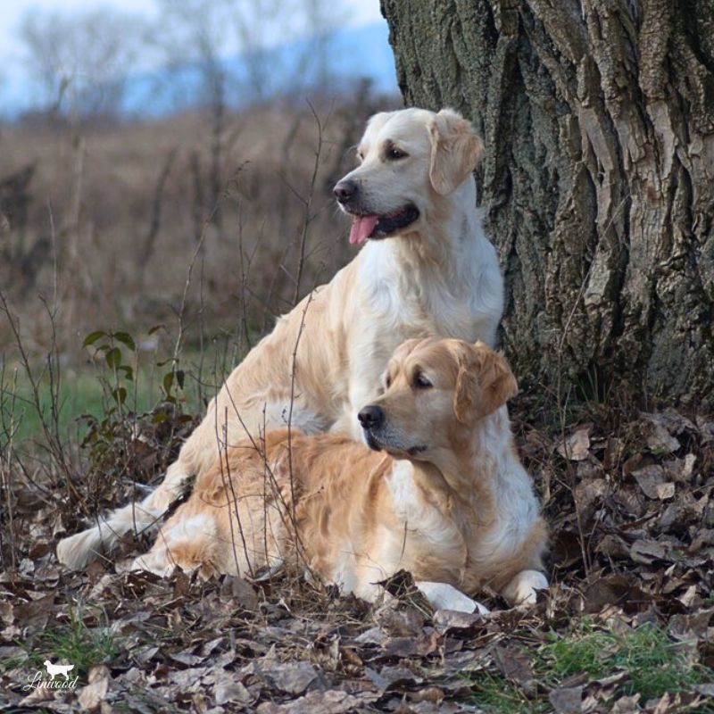 Linwood Golden Retriever in mezzo alla natura