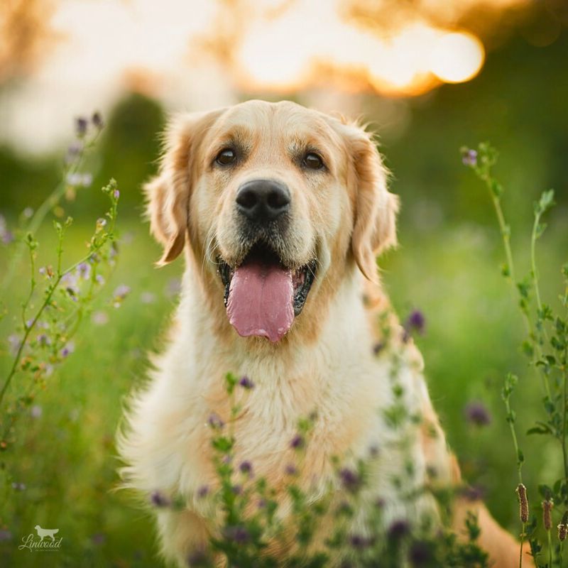 Linwood Golden Retrievers Img Intro CategoriaMaschi