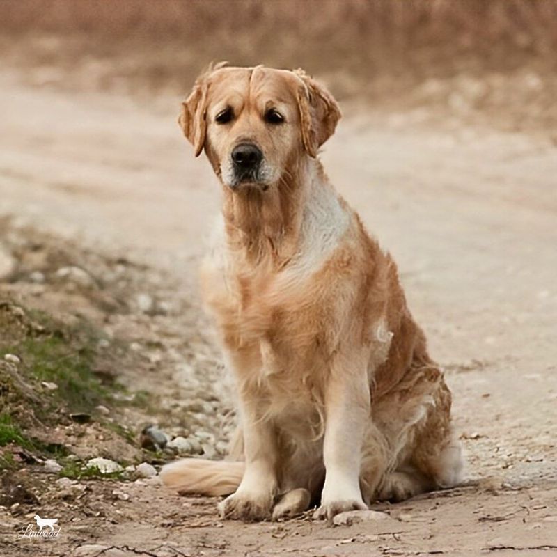 Linwood Golden Retriever Chelsea
