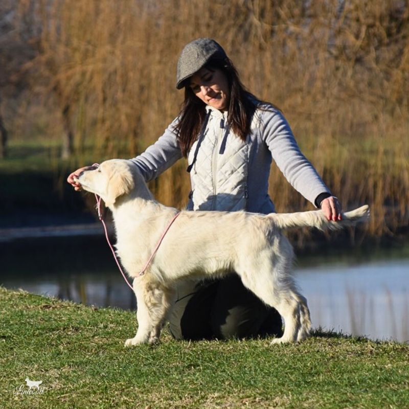Linwood Golden Retriever Femmina (Zeta)
