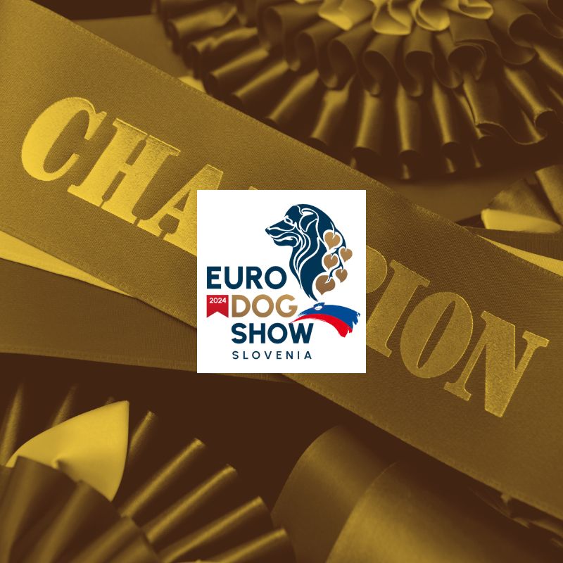 Linwood Golden Retrievers Risultati Slovenia2024 ImgIntrook