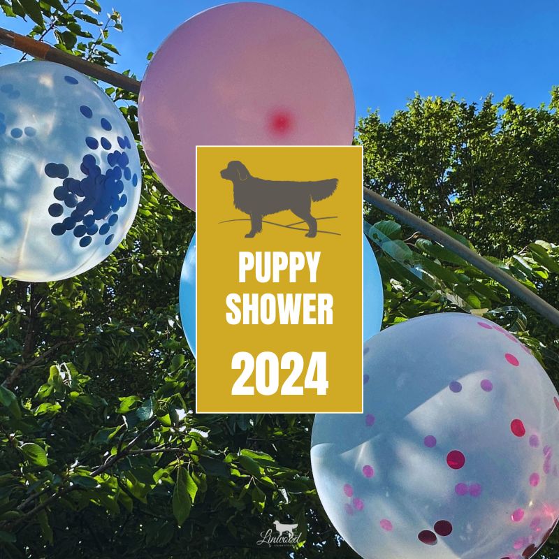 LinwoodGoldenRetrievers News Eventi PuppyShower 05 2024 anteprima