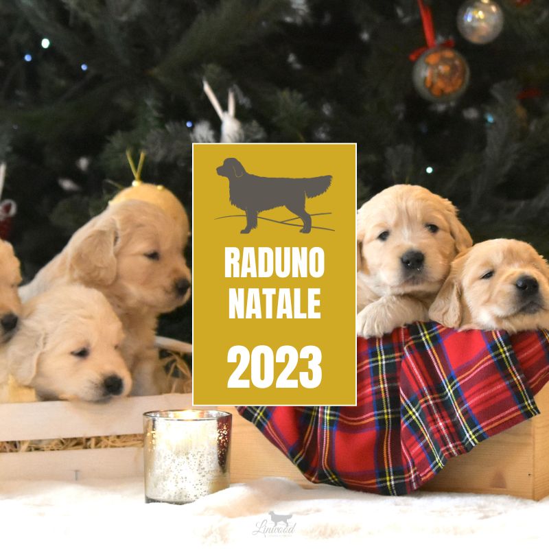 LinwoodGoldenRetrievers News Eventi RadunoNatale2023 anteprima