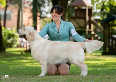 Linwood Golden Retriever Linwood Alley Opp Zulema Anteprima