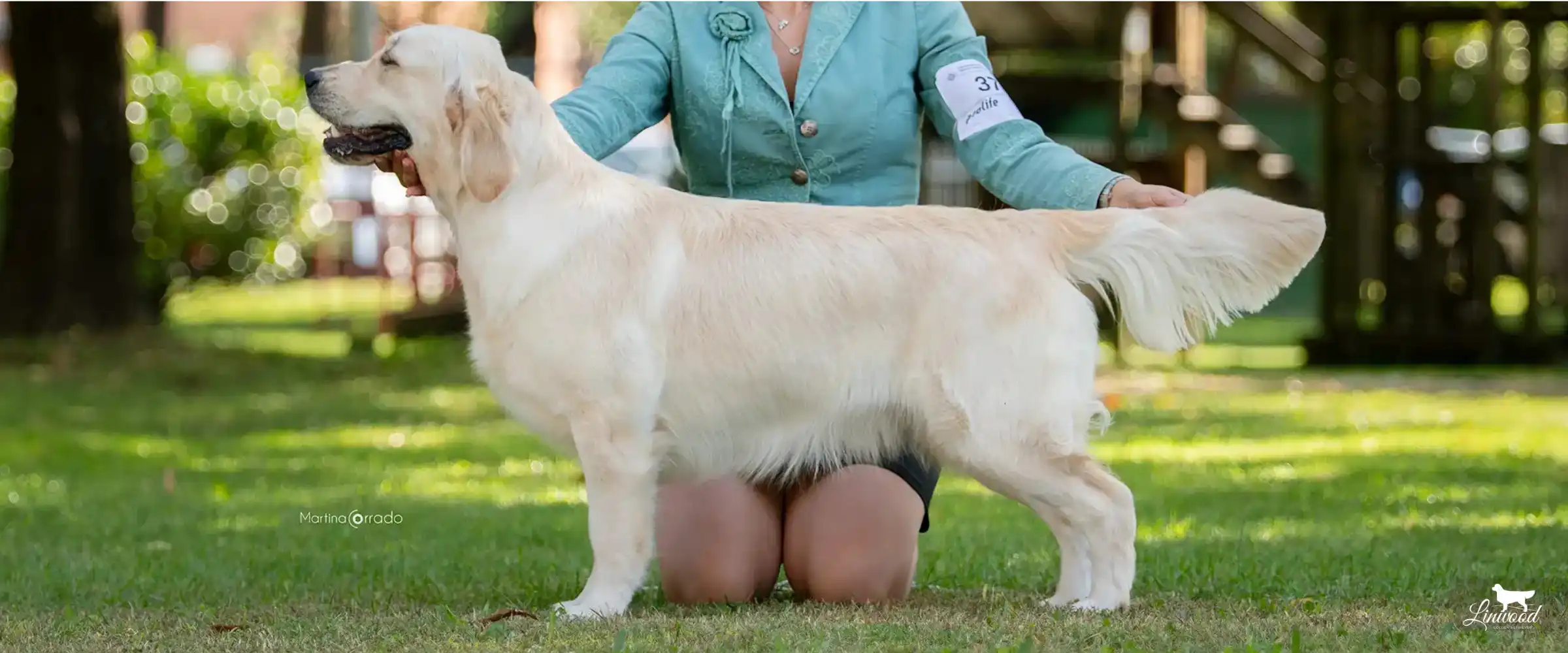 Linwood Golden Retriever_Linwood Alley-Opp - Zulema - header Linwood Golden Retriever Linwood Alley-Oop - ZulemaDutch Ch, Dutch Jr Ch & Lux. Jr Ch Vestafjell's Quite Knight Clubwinner 2022 Crufts Qualification 2019 x It Ch. Olvinglay Faloria