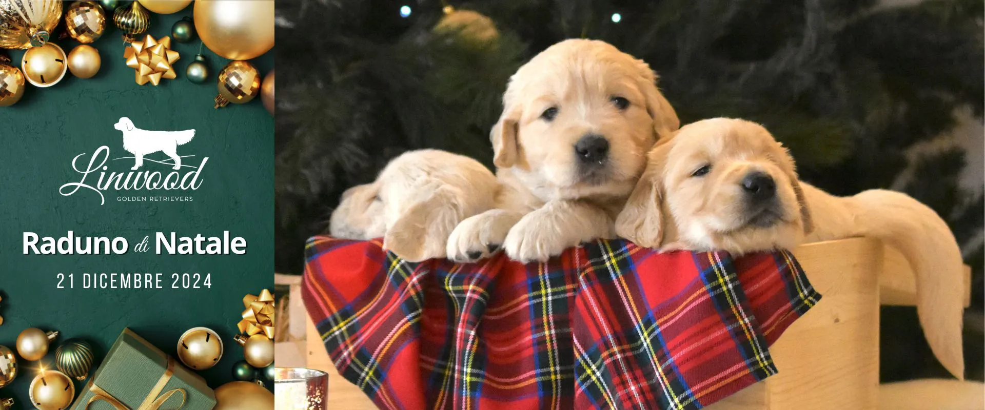 LinwoodGoldenRetrievers_News-Eventi_RadunoNatale2024-header LinwoodGoldenRetrievers News Eventi RadunoNatale2024 header