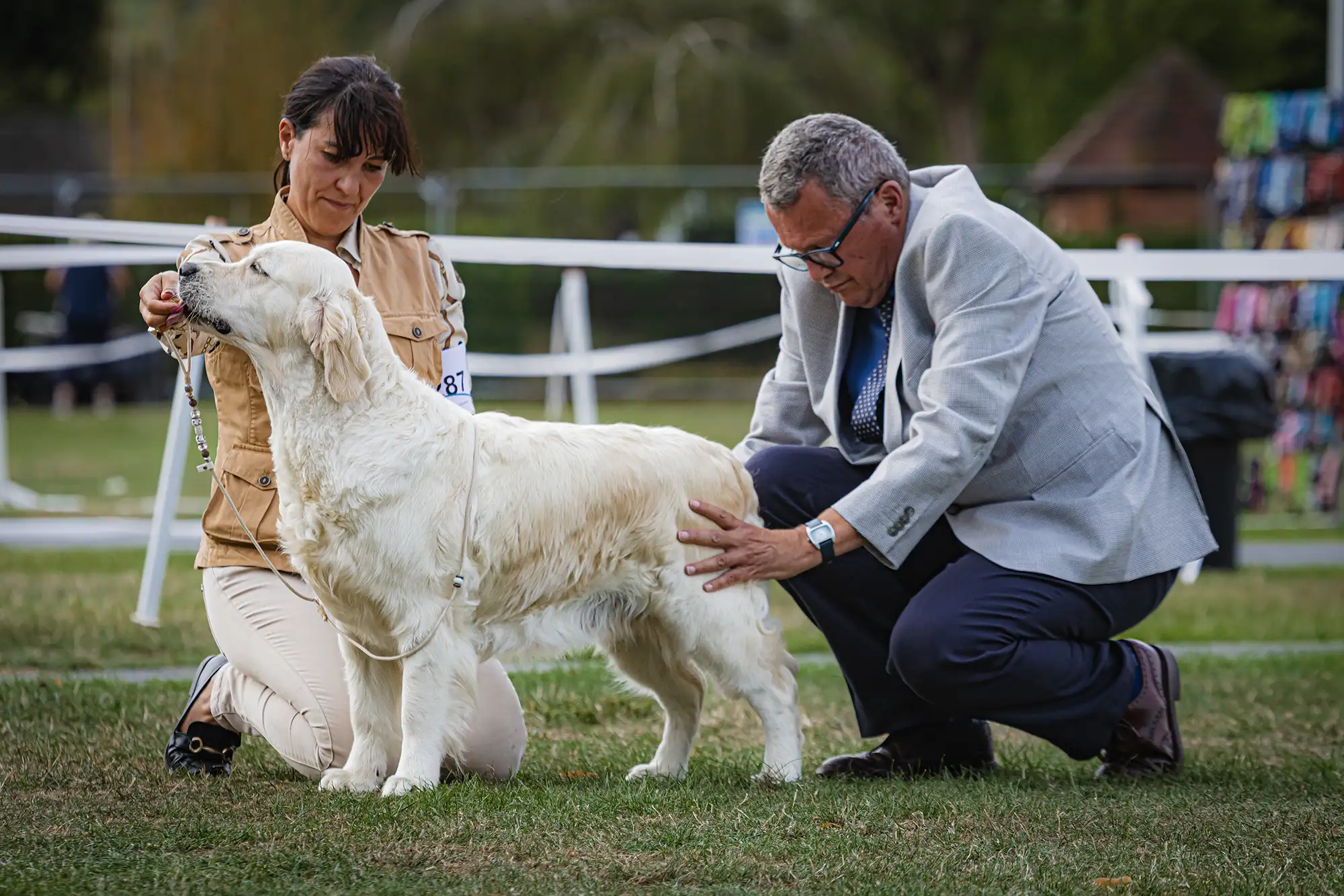 LinwoodGoldenRetrievers_News-Risultati-UnitedRetrieverClubShow-07 Annabelle trionfa al United Retriever Club Show 2025