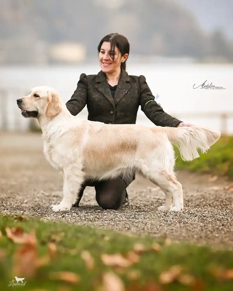 Linwood Golden Retriever_Linwood Alley-Opp - Zulema - IMGIntro Linwood Golden Retriever Linwood Alley-Oop - Zulema