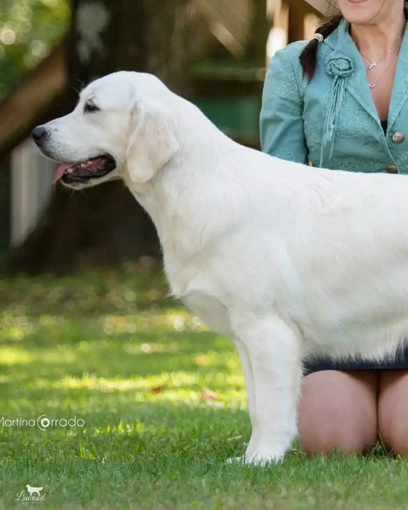 Linwood Golden Retriever_Linwood High Snobiety - Giselle - IMG Intro 2026 Linwood Highsnobiety