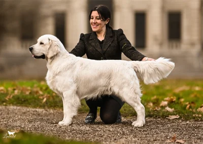 Linwood Golden Retriever Linwood Team Spirit Rio Anteprima2026