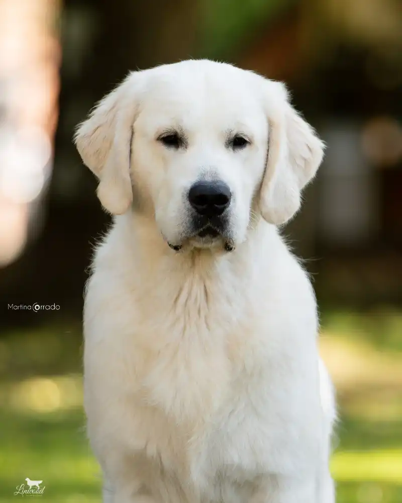 Linwood Golden Retriever_Linwood Team Spirit - Rio - IMGIntro-2026 Linwood Golden Retrievers - TEAM SPIRIT - Rio