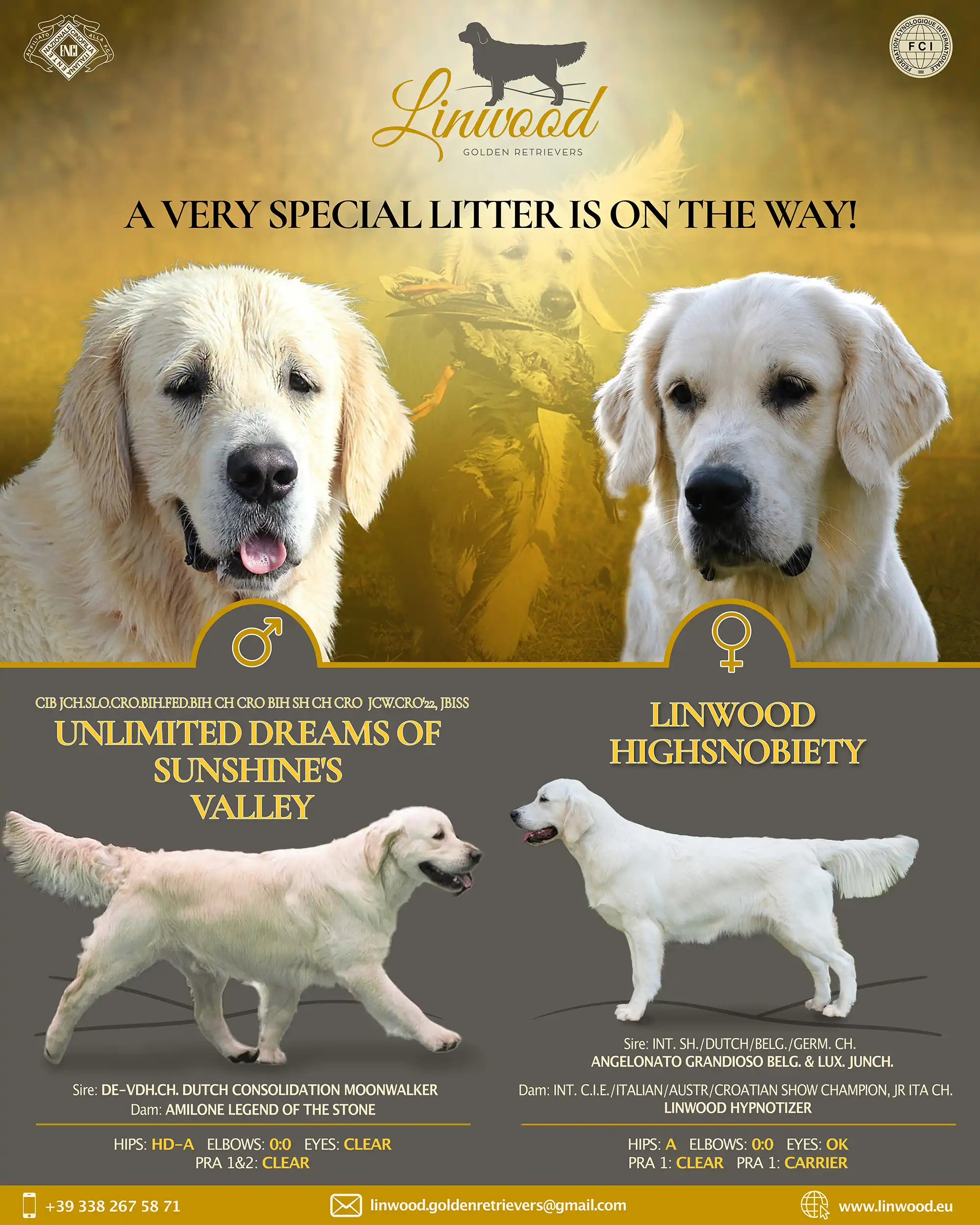LinwoodGoldenretriever_Giselle&Dream_09-2026 LinwoodGoldenretriever GiselleDream 09 2026